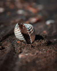 Close-up of shell on land