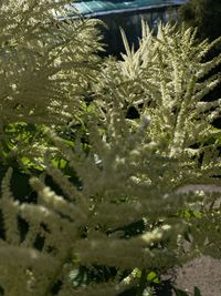 Close-up of plants