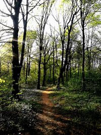 Footpath amidst trees