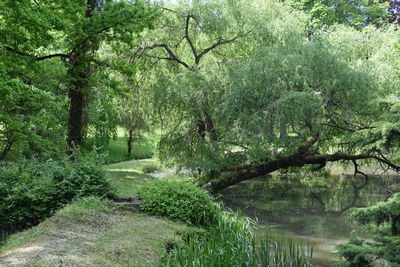 Scenic view of trees