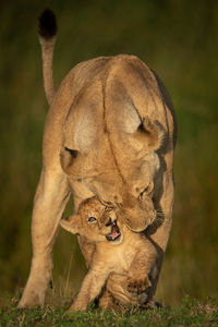 Lioness stands in golden light nuzzling cub