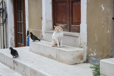 Cat looking at entrance of building