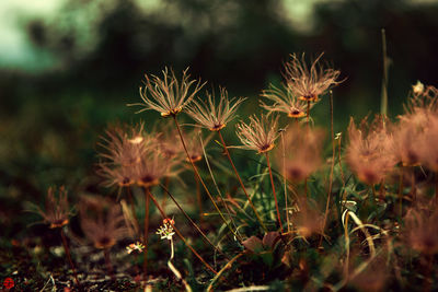 Close-up of flowering plants on land