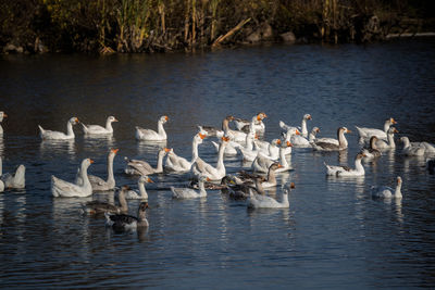 Ducks swimming in lake