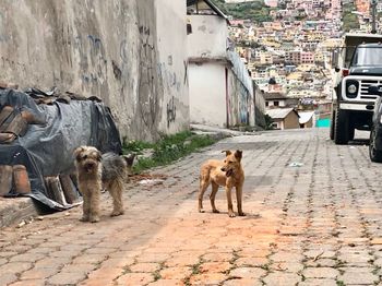 Dog in front of built structure