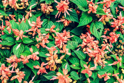 High angle view of orange flowering plants