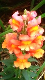 Close-up of pink flower blooming outdoors