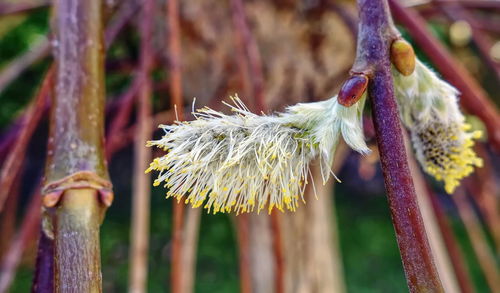 Close-up of flower against blurred background