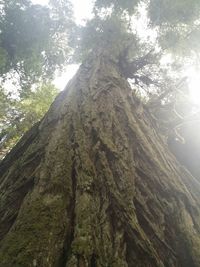 Low angle view of trees in forest