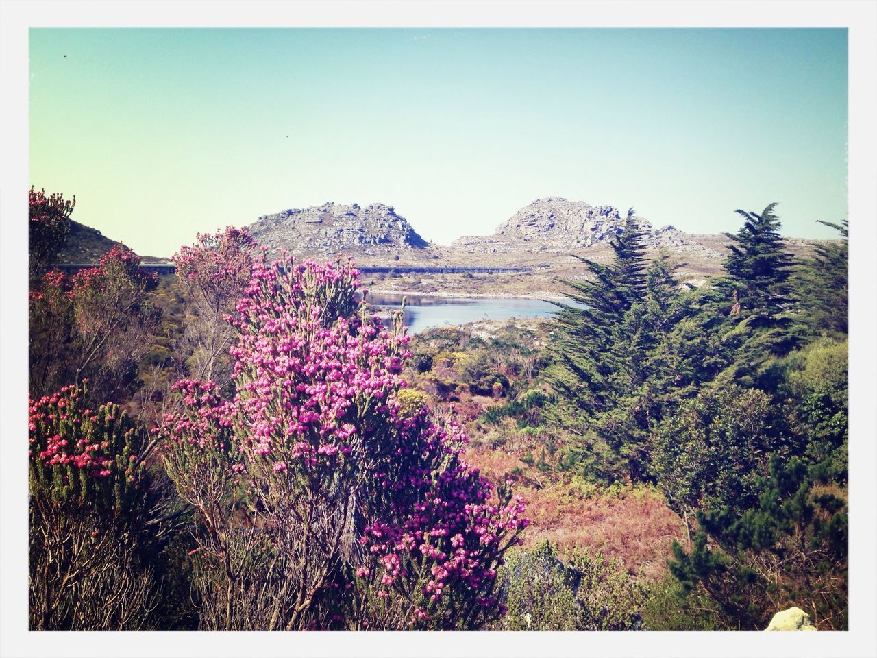 flower, clear sky, transfer print, beauty in nature, tree, mountain, growth, copy space, nature, auto post production filter, tranquil scene, scenics, tranquility, plant, blue, freshness, sky, blooming, fragility, blossom