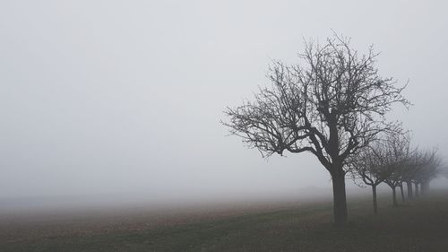 Bare tree on field against sky