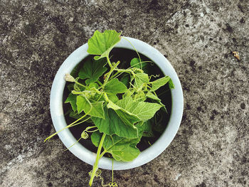 High angle view of potted plant