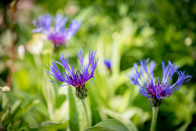 Close-up of purple flowering plant on field