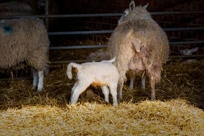 Sheep in a field