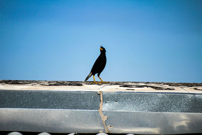 Low angle view of bird perching on roof against clear sky