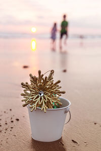 Close-up of potted plant on beach