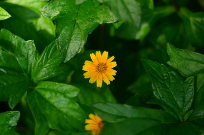 Close-up of yellow flower