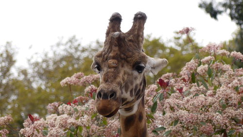 giraffe