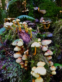Close-up of mushrooms growing on field