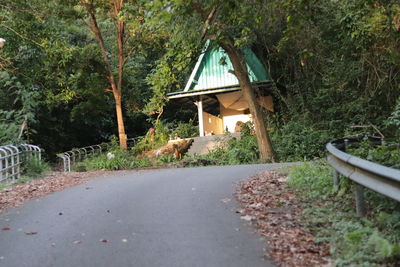 View of a road through a forest