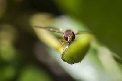 Frontal view of a hover fly, episyrphus balteatus sitting on a green leaf background.