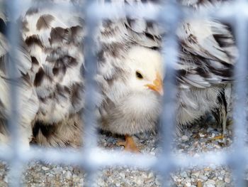 Close-up of birds in nest