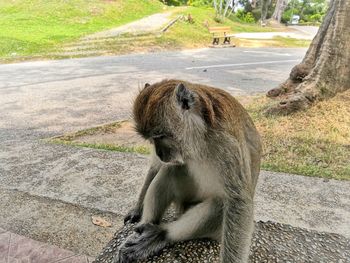 Monkey sitting in a zoo