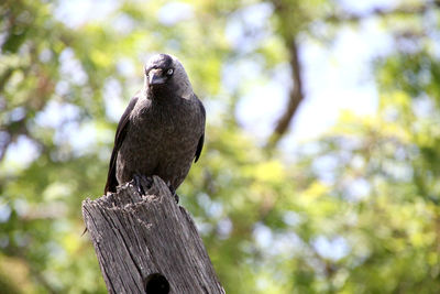 Close-up of bird perching on wooden post