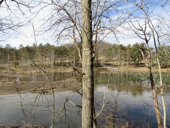 Reflection of bare trees in lake