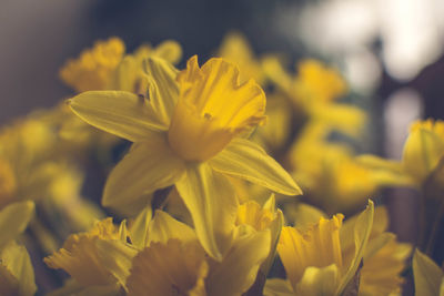 Close-up of yellow flowers blooming outdoors