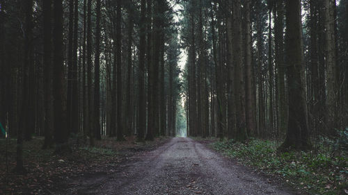 Empty road in the forest