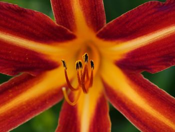 Close-up of orange lily