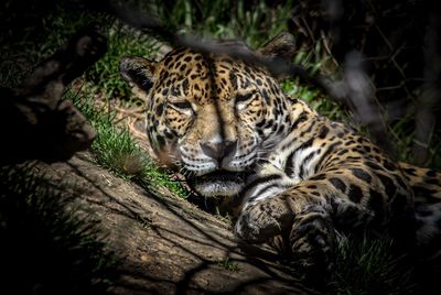 View of a cat resting on a tree