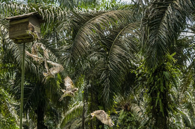 Low angle view of palm tree