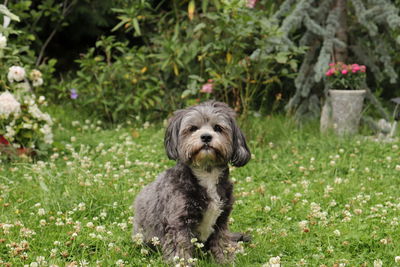 Portrait of a dog in gras