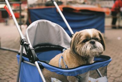 Dog relaxing in stroller on street
