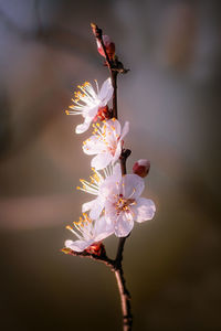 Close-up of cherry blossoms