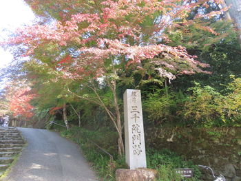 Low angle view of flowering plants and trees in park