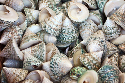 Many sea shells / snail shells for tourists and travelers as souvenirs or as healthy sea food