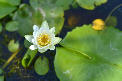 Close-up of lotus water lily in pond