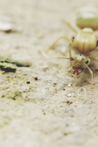 Close-up of insect