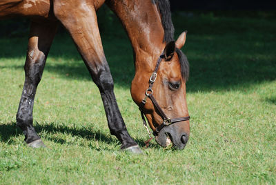 Close up with a stunning bay horse grazing in a large paddock.