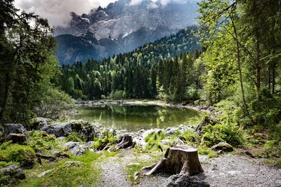 Scenic view of forest against sky