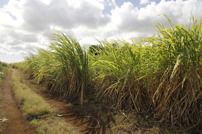 Crops growing on field against sky