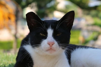 Close-up portrait of black cat