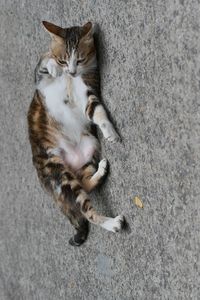 High angle view of cat lying on road