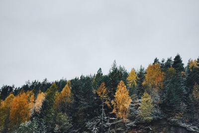 Trees on landscape against sky