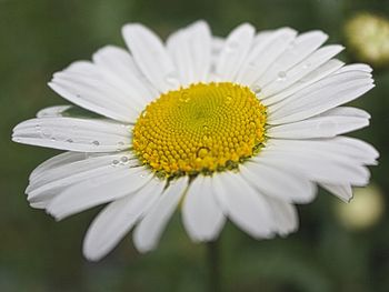 Close-up of yellow flower