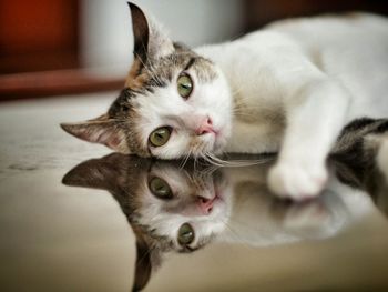 Close-up portrait of cat relaxing on glass table