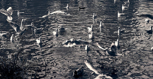 High angle view of seagulls flying over lake